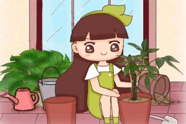 綠蘿發(fā)財樹…現(xiàn)在是最佳換盆期，再晚秋天都熬不過！