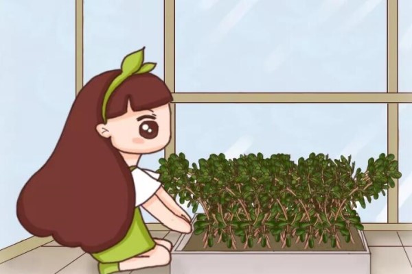 2平米的封閉陽臺，竟然能種20種菜，一年都夠吃了！