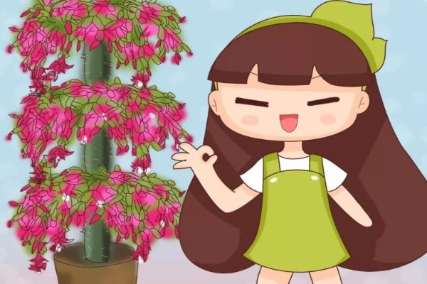 蟹爪蘭仙人球…插它身上就活，開花五顏六色，堪稱萬能嫁接神器！