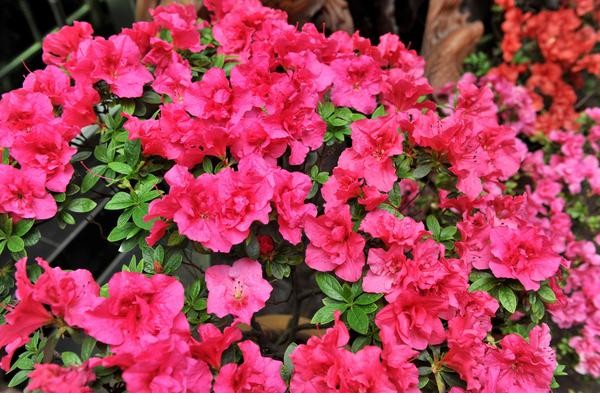 想要植株開花，肥料是關(guān)鍵，土里藏點“黃豆?！被ò徉崦埃? title=