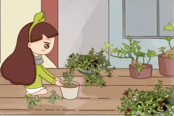 花盆太深真要命，長(zhǎng)壽君子蘭養(yǎng)1盆死1盆，趕緊換！