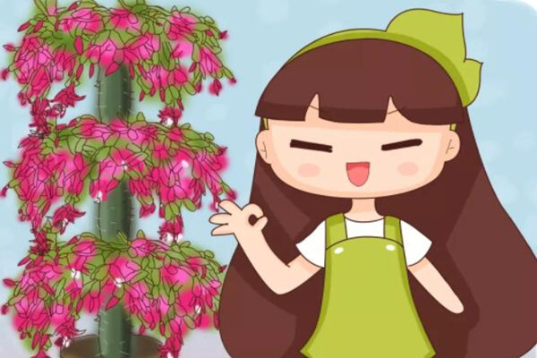 蟹爪蘭朱頂紅……一年開花3、4次，咋做到的？