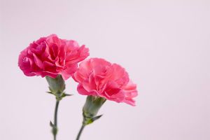 植物是怎么過(guò)冬的？