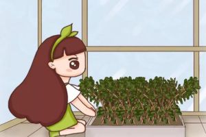 2平米的封閉陽臺，竟然能種20種菜，一年都夠吃了！