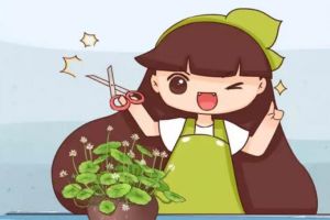 他給銅錢草剃個頭，葉子冒的齊刷刷，一量竟比荷葉大！