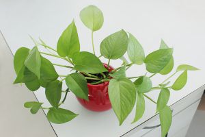 秋天1盆水，綠蘿蟹爪蘭蹭蹭冒芽，瘋長(zhǎng)起來(lái)不要命！