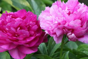 “垃圾”也能養(yǎng)花，澆水時(shí)候兌上點(diǎn)，長(zhǎng)長(zhǎng)就能開爆盆！