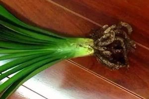 秋天給花的“根”剪兩刀，不光沒事，長得還更好了