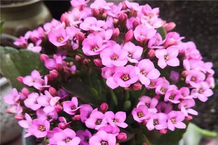 長壽花