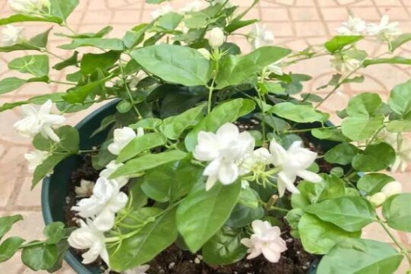 給花吃個雞蛋，長得嗷嗷旺，葉子綠得冒油！