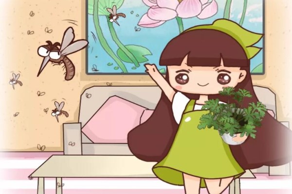 秋蚊子來了！家里趕緊放盆它，蚊子全都繞道走！