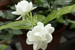 現(xiàn)在趕緊插這“3種花”，易生根，成活快，沒有“黑腐爛”！