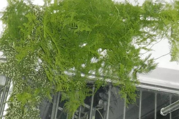 文竹一養(yǎng)就10年，個頭猛躥2層樓，全是因為加了它！