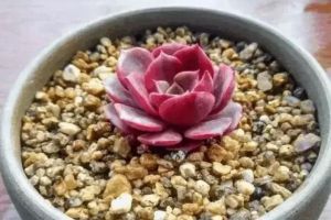 1根橡皮筋1個菜籃子，多肉立馬猛長根，100％成活！