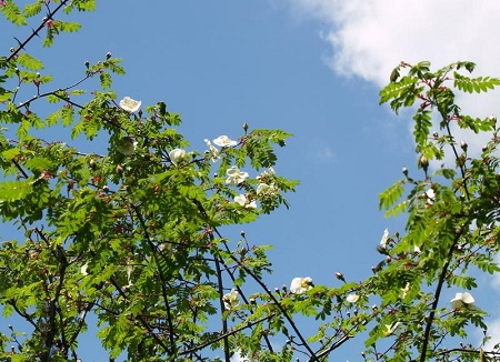 峨眉薔薇樹(shù)