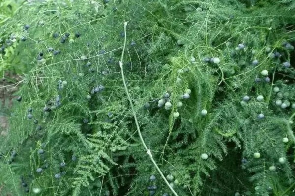 他家的虎皮蘭文竹…一次結(jié)果100個，枝條都壓彎，鄰居羨慕死了！