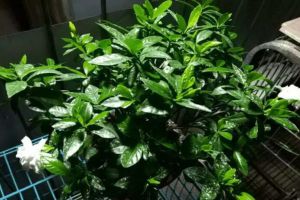 給花吃個瓜，就像打了興奮劑，開花剎不住閘！