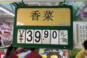 香菜40塊1斤！吃不起了，趕緊自己在家種一盆！