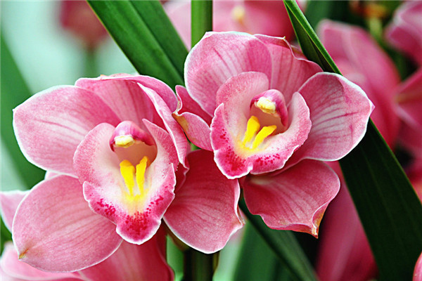 春節(jié)開(kāi)花的花卉大全，有一盆新年就能萬(wàn)事如意！