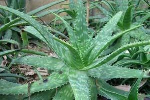 海虎蘭和木立蘆薈的區(qū)別