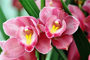 春節(jié)開花的花卉大全，有一盆新年就能萬(wàn)事如意！