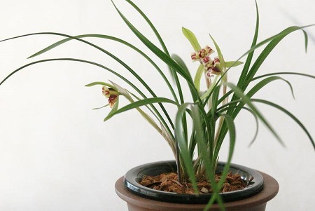 蘭草