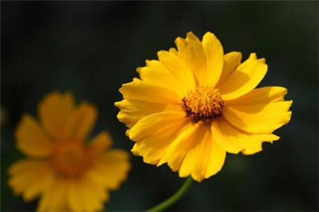 金盞花
