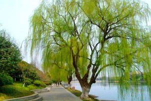 幾種常見(jiàn)的冬季落葉樹(shù)木