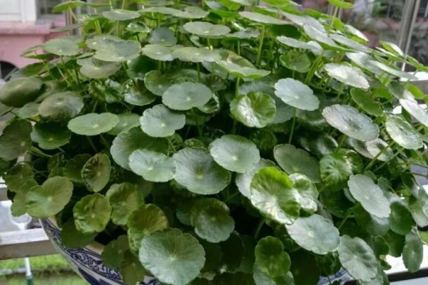秋天盆底墊點(diǎn)它，花養(yǎng)30年都根系粗壯，葉片濃綠，開花不停！
