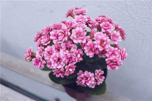 長壽花冬天能開花嗎？