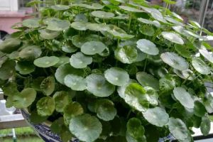 秋天盆底墊點它，花養(yǎng)30年都根系粗壯，葉片濃綠，開花不停！