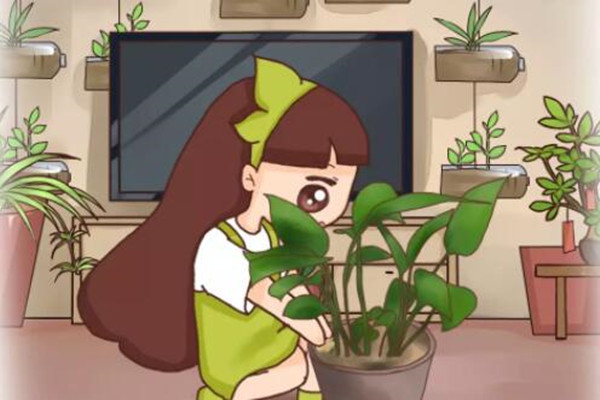 枕頭里掏出一把芯，扔花盆里，綠蘿吊蘭長瘋了！