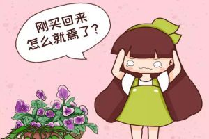剛買的花這么養(yǎng)，盆盆爆開，咋折騰都不死！