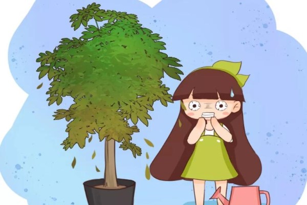 秋老虎來了，做了這些傻事兒，你的花立馬死翹翹！