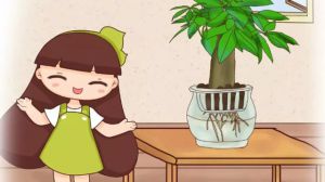 爛掉的仙人球，切一刀扔水里，滿瓶子都是大白根！