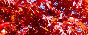 紅楓和雞爪槭的區(qū)別，這四點都能區(qū)分開！