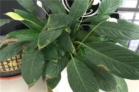 病弱植株施肥，又招蟲子又黃葉
