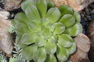 蓮花掌的常見品種