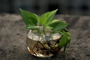 家里養(yǎng)了這些爬藤植物，省下好多裝修錢(qián)！