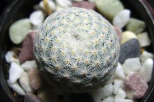 白鳥和姬春星的區(qū)別，記住兩點好區(qū)分！