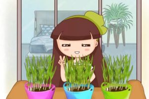 夏天廚房太油膩？養(yǎng)盆它，油煙全吸收，抓一把還能做菜吃！