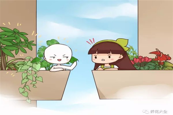 封閉陽臺就不能養(yǎng)花？瞎說，養(yǎng)這些比露天花園還美！