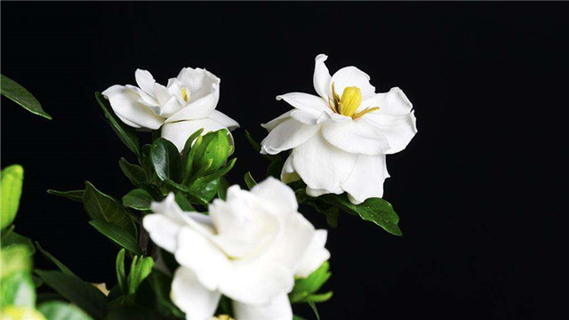 梔子花怎么多開(kāi)花