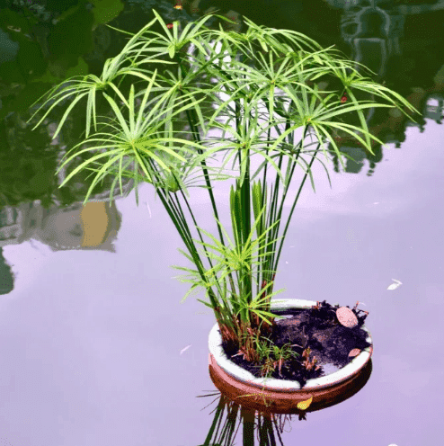 納福