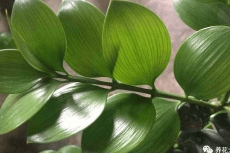 噴水