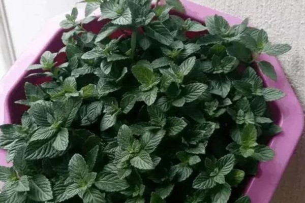 這花就是陽(yáng)臺(tái)小藥箱，給點(diǎn)水就爆盆，人人都能種！
