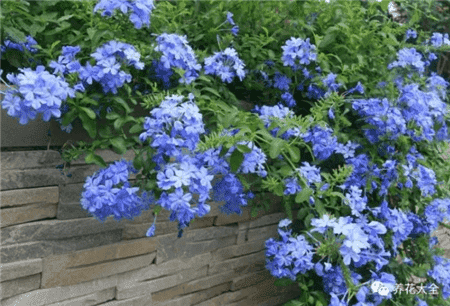 藍雪花