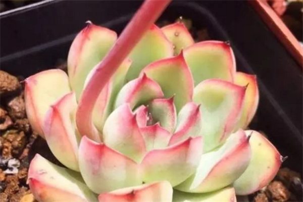 94年小鮮肉，與400株花草多肉為伴，活的比女人還美！
