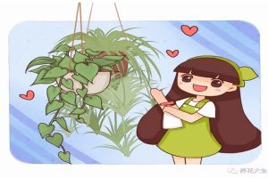 盤點(diǎn)15種吊起來養(yǎng)的花，好看又好養(yǎng)！