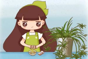綠蘿吊蘭···亂施肥，跟喂毒藥沒兩樣，養(yǎng)1盆死1盆！